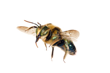 Bee, Metallic green carpenter, Xylocopa lestis, Australian nativ