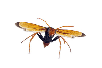 Wasp, Orange Potter, Eumenes latreilli, length 17mm, wingspan 36