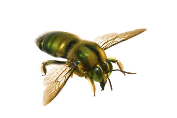 Bee, Metallic green carpenter, Xylocopa lestis, Australian nativ