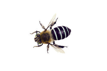 Blue banded Bee, Amegilla cingulata, wingspan 17mm