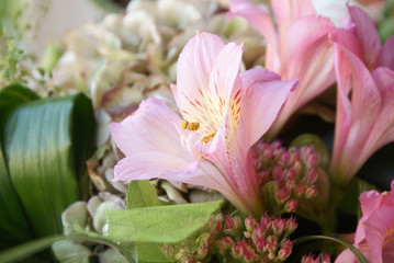 Beautiful pink flower
