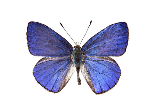 Butterfly, Common Pencil Blue, Candalides absimilis, male, wings