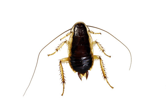 Cockroach, flightless bark cockroach, Methana marginalis, length