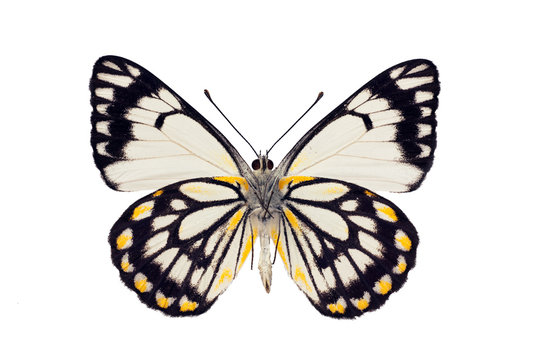 Butterfly underside, Caper White, Belenois java, male, wingspan