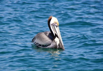 brown pelican
