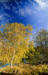 Panoramic landscape of sunny autumn field with forest river