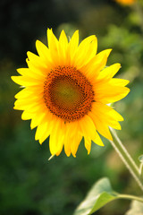 yellow sunflowers