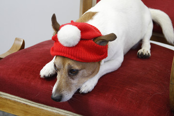 Jack Russel mit Mütze