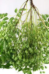 grappe de neem tree, margousier; azadirachta indica