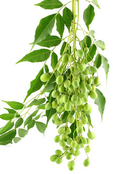 fruits du neem, margousier; azadirachta indica