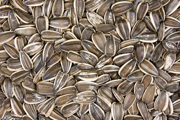 close up background  of dried sunflower seeds