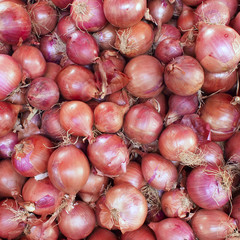 dry red  onions closeup, background
