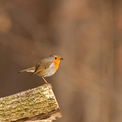 Erithacus rubecula (rougegorge familier, european robin)
