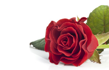 beautiful red rose