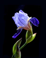 Deurstickers Iris irisbloem