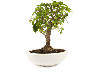 Fototapeta premium Plant