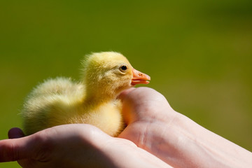 a small duck in the hands