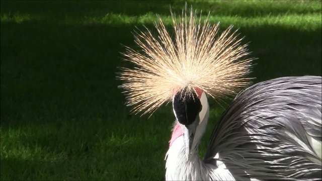 Kronenkranich