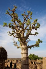 Cercles muraux Baobab Baobab au Pays Dogon