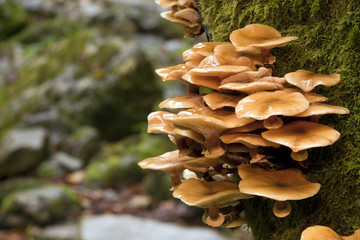 Setas amarilla mellea