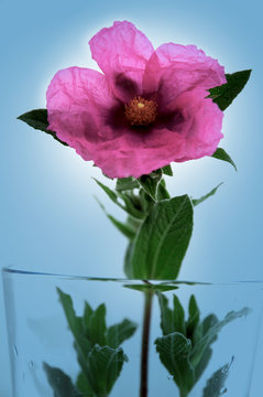 Fleur de cyste sur fond bleu