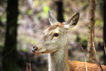 Close up of a female red deer
