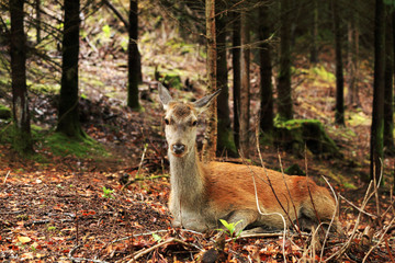Red female deer in the woods