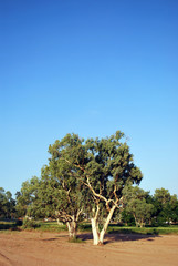 Australian Eucalyptus