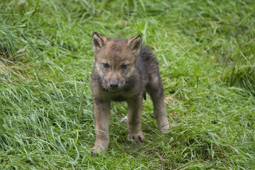 Wolfswelpe ( Canis lupus )