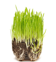 green grass growing from the roots in the ground