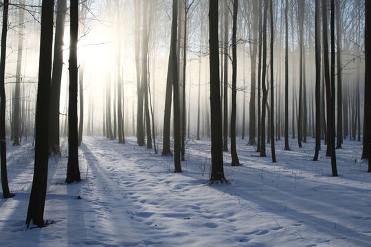 Fototapeta View of winter forest on a misty weather at sunrise