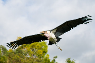 Marabou stork (Leptoptilos crumeniferus)
