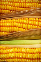 close up of the corn