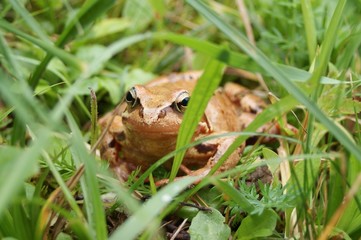Grenouille