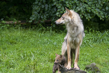 Wölfin mit ihren Welpen