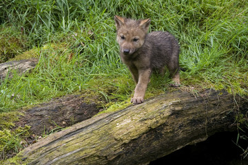 Naklejka na ściany i meble Wolfswelpe (Canis lupus)