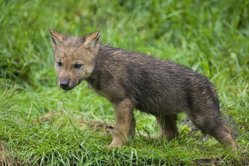 Wolfswelpe ( Canis lupus )