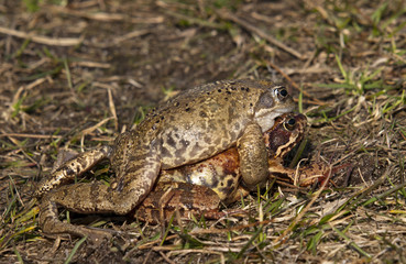 Frogs