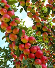 Red ripe apples