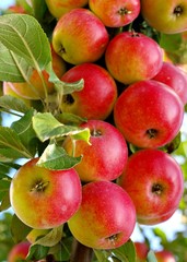 Red ripe apples