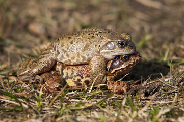 Frogs
