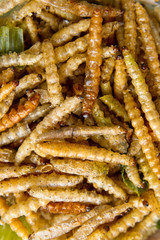 Fried bamboo larvae. Close-up