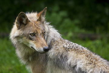 Wolfsrüde ( Canis Lupus )