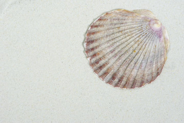 shells