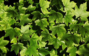 Green leaves - useful as background