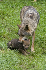 Wölfin mit Welpe ( Canis lupus )