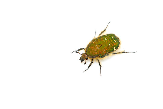a kind of chafer