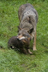 Wolf mit Welpe ( Canis lupus )