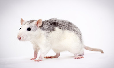 Rat goes on white background