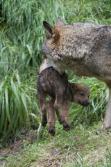 Naklejka premium Wölfin und Welpe ( Canis lupus )